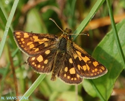 Carterocephalus palaemon